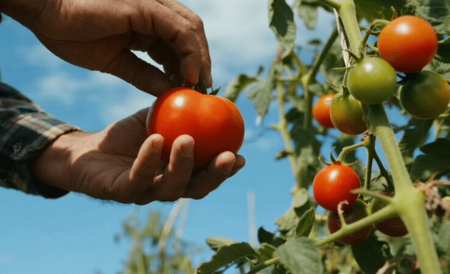 What Exactly Is a Local Supply Chain?
